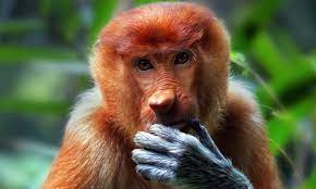 Keanekaragaman flora dan fauna tersebut mendorong pada peneliti dan pecinta alam datang ke indonesia untuk meneliti flora dan fauna. Raperda Perlindungan Flora Dan Fauna Khas Kalsel Disahkan Kanal Kalimantan