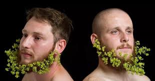 Flower beard calendar