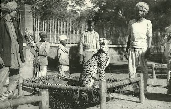 How India's Last Asiatic Cheetahs Were Used For Hunting By the British, the Mughals and the Rajputs