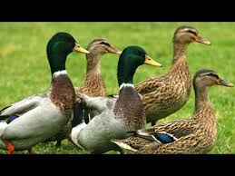 Avem pui disponibili nascuti pe 18 februarie 2013, cei mai buni caini din asia centrala acum în romania puii descendenţi ai campionilor din asia, kârgâzstan, kazahstan, turkmenistan linie de reproducţie alb ekimenu. Despre Rate Youtube