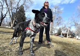 Dog and puppy rescue based near denver colorado. Local Rescue Aspen To Take The Field At 2020 Puppy Bowl