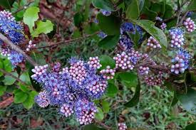 Image result for Memecylon myrianthum