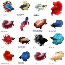 Types Of Betta Fish Betta Fish One Color Which Also