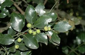 Image result for Scutia