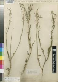 Image result for Erucastrum arabicum