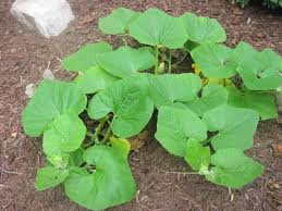 Find over 100+ of the best free pumpkin farm images. My Pumpkins Keep Growing Growing In My Gardengrowing In My Garden