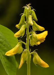 Image result for Crotalaria pallida