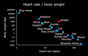 Your heart rate is the number of times your heart beats per minute as it pumps blood through your system. Heart Rate Vs Body Size Biology Stack Exchange
