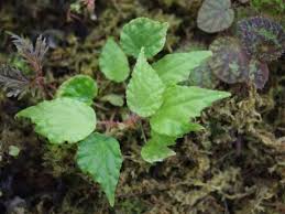 Image result for Asplenium mildbraedii