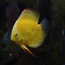 Discus Discus Fish Discus Aquarium Aquarium Fish