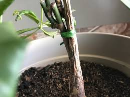 Your pilea will be fine. Money Tree Dying