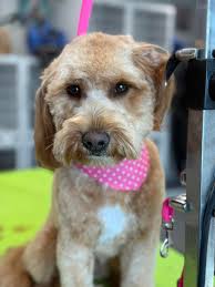 Jillian's Pet Grooming