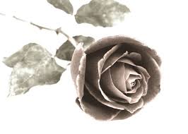 A beautiful flower always makes us smile. How To Draw A Rose In Colored Pencil
