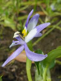 Image result for Heteranthera