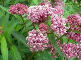 Asclepias Incarnata Swamp Milkweed Not Only A Nectar Source But Also A Host For The Butterfly Larvae A Must Have In The Butter Swamp Milkweed Plants Asclepias