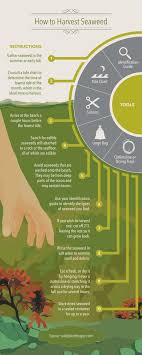 Seaweed The Superfood Of The Sea Seaweed Edible Seaweed Superfood