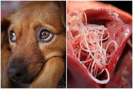 Jan 15, 2019 · 7 signs of heartworm in dogs 1. Heartworm In Dogs Symptoms Treatment And Prevention