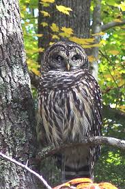 .smoky mountains national park contains some of the largest tracts of wilderness in the east and is a critical sanctuary for a wide variety of animals. Wildlife Great Smoky Mountains National Park National Parks Owl Bird Pet Birds