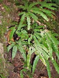 Image result for Adiantum hispidulum