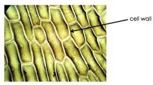 Plant cell wall research at the ccrc is carried out by six independently funded groups. Cell Wall Structure Function Expii