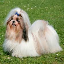 16 Dogs That Stay Small Yorkie Chihuahua And More