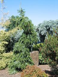 Very narrow and possibly the most pendulous upright serbian spruce, this weeping tree develops a leader. Picea Omorika Pendula Bruns From Nvk Nurseries