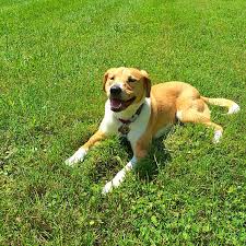 Your dog might yelp or whine when the wasp has stunged him/her. What To Do If Your Dog Eats A Bee And 5 More Tips For Keeping Pets Safe This Summer Chattanooga Times Free Press