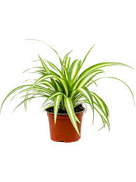 Image result for Chlorophytum geophilum