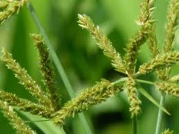 Image result for Cyperus exaltatus