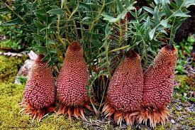 Banksia Blechnifolia Groundcover Banksia Groundcreeper Banksia Australian Native Plants Australian Wildflowers Australian Flora