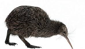 We did not find results for: Vilka Djur Bor I Australien Och Oceanien 2021