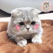 Mèo Anh lông ngắn Bicolor có gì hấp dẫn vậy?