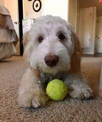 Pick your perfect size, pick your perfect color, pick your perfect dog—labradoodle pups offer more choices than you can shake a stick at. Texas Australian Labradoodles Adoption Process Adopt A Labradoodle