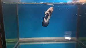 Sangat banyak sekali jenis ikan cupang yang berhasil di temukan. Ikan Cupang Blue Rim Blue Panda Youtube
