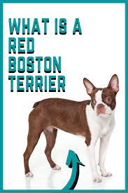 Your Guide To Red Boston Terriers Issues Price More Red Boston Terriers Boston Terrier Terrier