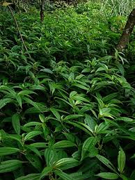 Image result for Pilea johnstonii