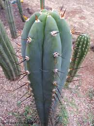 San pedro cactus contains the psychedelic compound mescaline, yet can also be grown to serve as a majestic and inspiring ornament. Rosei 2 Trichocereus Peruvianus Unusual Plants Tall Cactus Cacti And Succulents