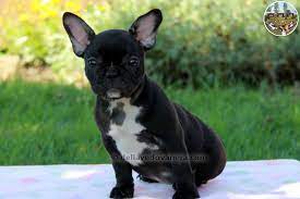 Un campo verde di oltre 30000 mq, uno spettacolo della natura da non. Allevamento Bouledogue Francese Vendita Cuccioli