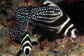 Jual beli semua ikan hias air tawar & langka. Ragam Ikan Hias Air Payau Yang Unik Dan Berbeda Artikel Pertanian Terbaru Berita Pertanian Terbaru