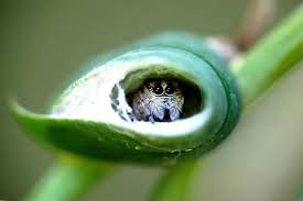Today we cover everything you need to know about keeping jumping spiders as pets! Jumping Spider Care Are Jumping Spider Good Pets Exopetguides