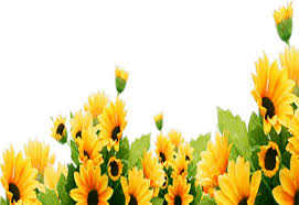 Download Sunflowers Png Corner Corner Border Design Sunflower Clipart Full Size Clipart 5569039 Pinclipart