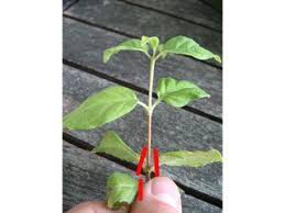 Bouturage De Fuchsia Boutures Plante Ombre Idees Vertes