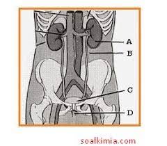 Maybe you would like to learn more about one of these? 30 Soal Sistem Ekskresi Manusia Pilihan Ganda Dan Pembahasan
