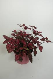 Image result for Hypoestes