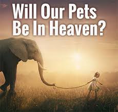 Will Our Pets Be In Heaven With Images Bible Knowledge Prayer Scriptures Heaven