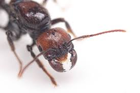 バルバル ス クロナガアリ