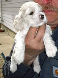 6 weeks old will be ready to go at 8 weeks on 4th august. Pin By Andrea Eller On For The Home Spaniel Puppies Cocker Spaniel Dog Dogs