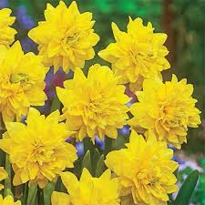 Daffodils Tete A Tete Deluxe Daffodil Daffodils Flower Bulbs Garden Bulb Flowers
