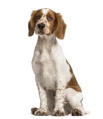 They share an ancient history and, while the welshie, as they are sometimes referred to, is slightly smaller and is only found with red and white markings, they have several similar personality traits. Welsh Springer Spaniel Puppies For Sale Near Me