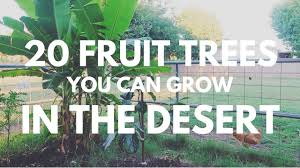 Maybe you would like to learn more about one of these? 20 Fruit Trees You Can Grow In The Desert Youtube